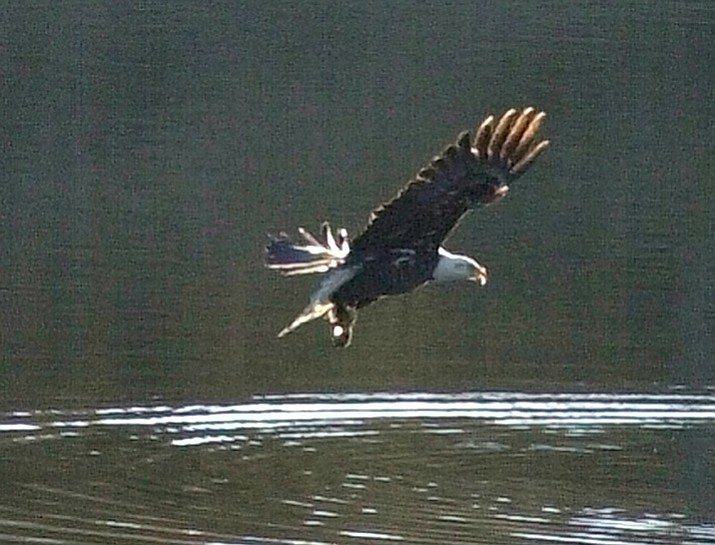 A sub-adult bald eagle in the area tries to make a catch at Lynx Lake near Prescott. (Courier file)