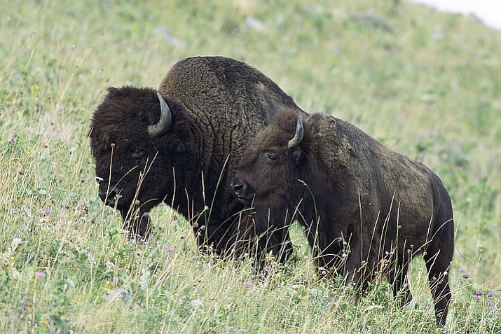 The bison herd, originally brought to Arizona in 1906, has wandered far from its first home at House Rock Wildlife Area and now spends most of its time in the park.