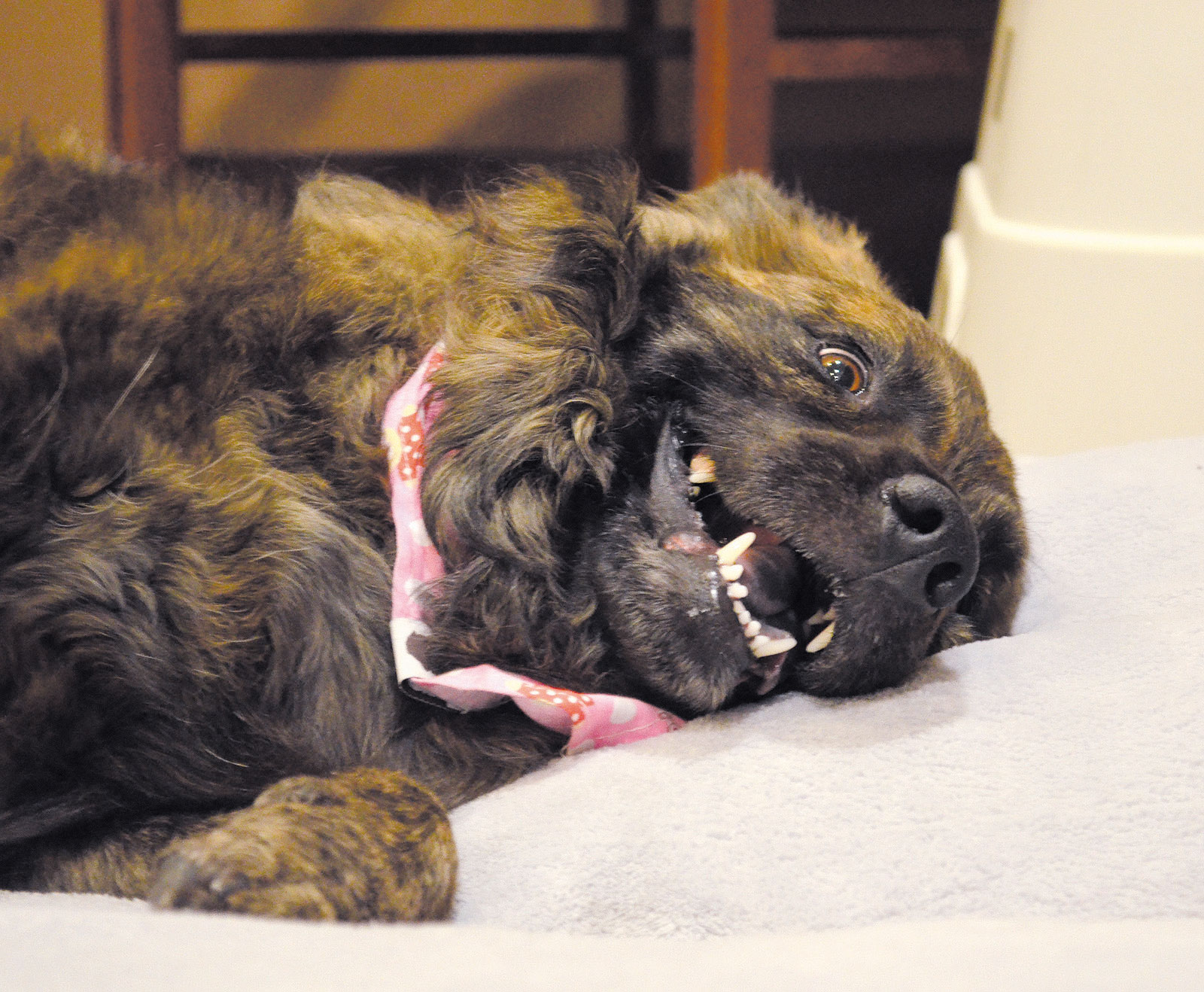 Dog brings smiles to seniors at White Cliffs Senior Living Kingman