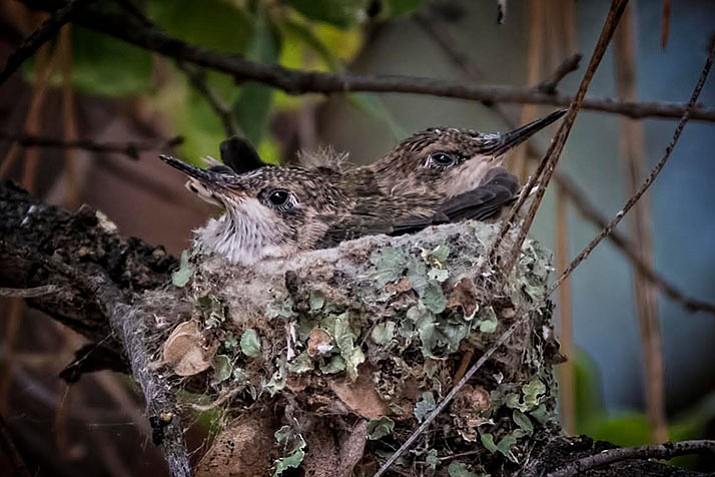 Birding: Hummingbird nesting behavior | The Daily Courier | Prescott, AZ