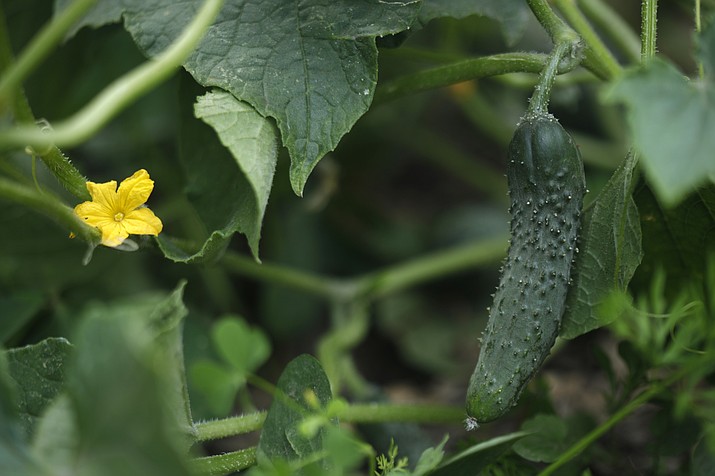 This June 2, 2017, photo shows a cucumber flower, left, and a growing cucumber fruit, right, on a cucumber plant at the organic community garden “Huerto Roma Verde” in Mexico City. 