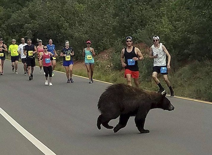 A bear walks across the street as runners compete in the Garden of the Gods 10 Mile Run near Colorado Springs, Colo., Sunday, June 11, 2017. (Donald Sanborn via AP)

