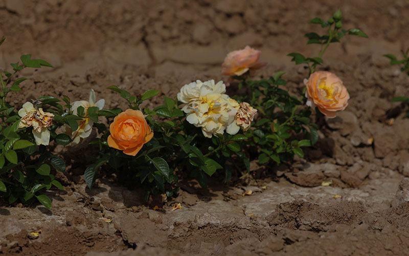 Think roses can’t grow in the Arizona desert? Kingman Daily Miner Kingman, AZ