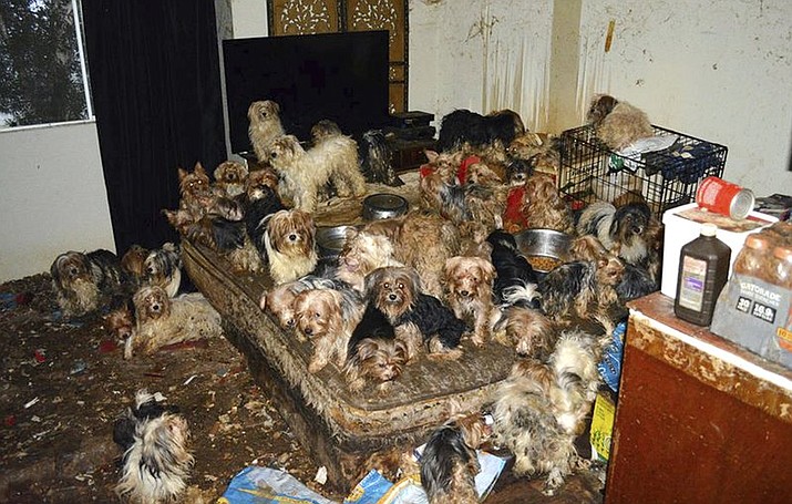 The scene where over 170 Yorkshire terrier and Yorkie mix dogs were discovered in Poway, Calif. A San Diego County couple has pleaded guilty to hoarding the dogs in filthy conditions, entering pleas Monday, June 12, to animal neglect. (San Diego Humane Society via AP)

