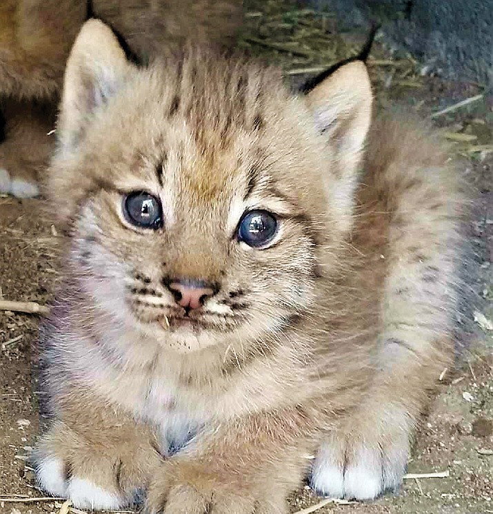 One of the new baby lynx at Heritage Park Zoological Sanctuary in Prescott. (Courtesy)