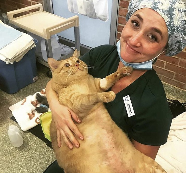 Symba, a 6-year-old, 35-pound tabby needs an adoptive family, and probably to lay off the treats. The cat arrived last week at the Humane Rescue Alliance in Washington after it’s previous owner moved to an assisted living center and couldn’t take him along. (Humane Rescue Alliance via AP)

