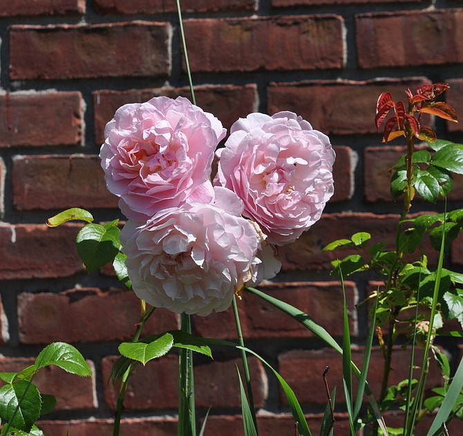 Photo detail