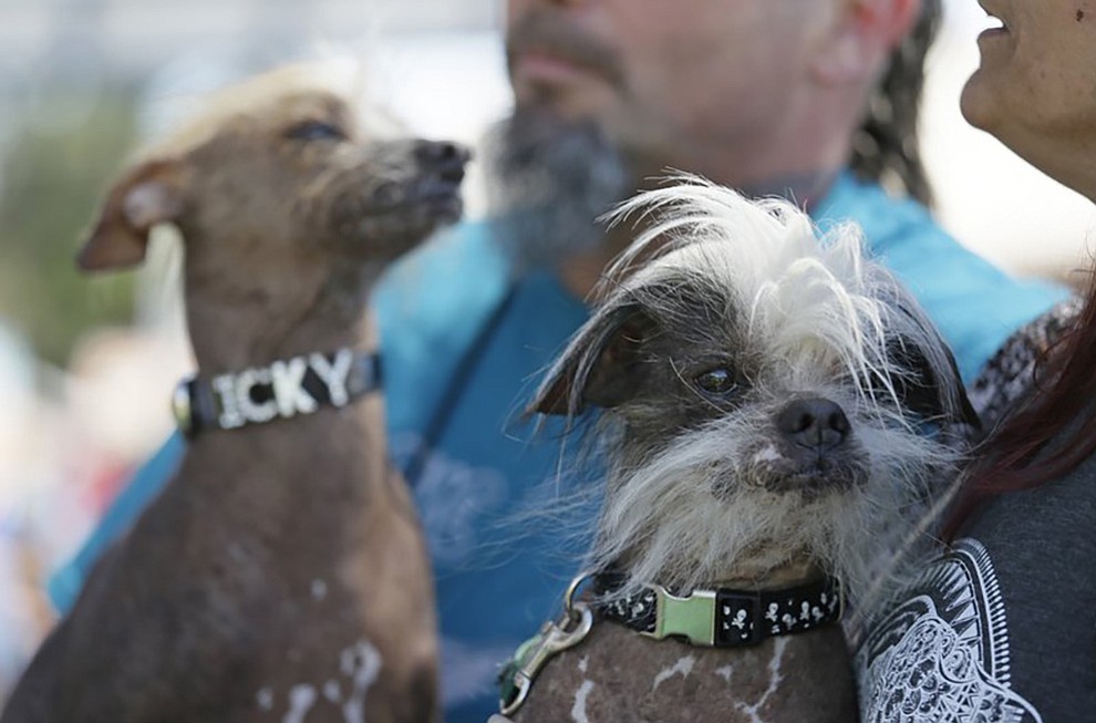 Icky, left, an unknown hairless, and Zoomer, right, a Chinese crested, both from Davis, Calif., wait to compete in the World’s Ugliest Dog Contest at the Sonoma-Marin Fair Friday, June 23, 2017, in Petaluma, Calif. (AP Photo/Eric Risberg)