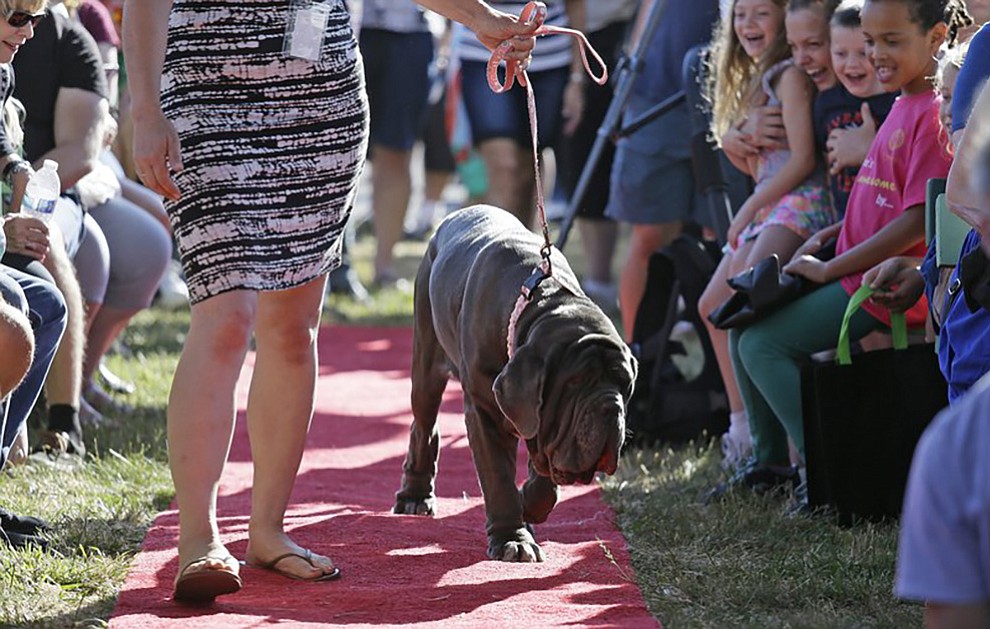 Martha, a Neapolitan mastiff, walks down the red carpet during the World’s Ugliest Dog Contest at the Sonoma-Marin Fair on Friday, June 23, 2017, in Petaluma, Calif. Martha, of Sebastopol, Calif., was the winner of the event. (AP Photo/Eric Risberg)