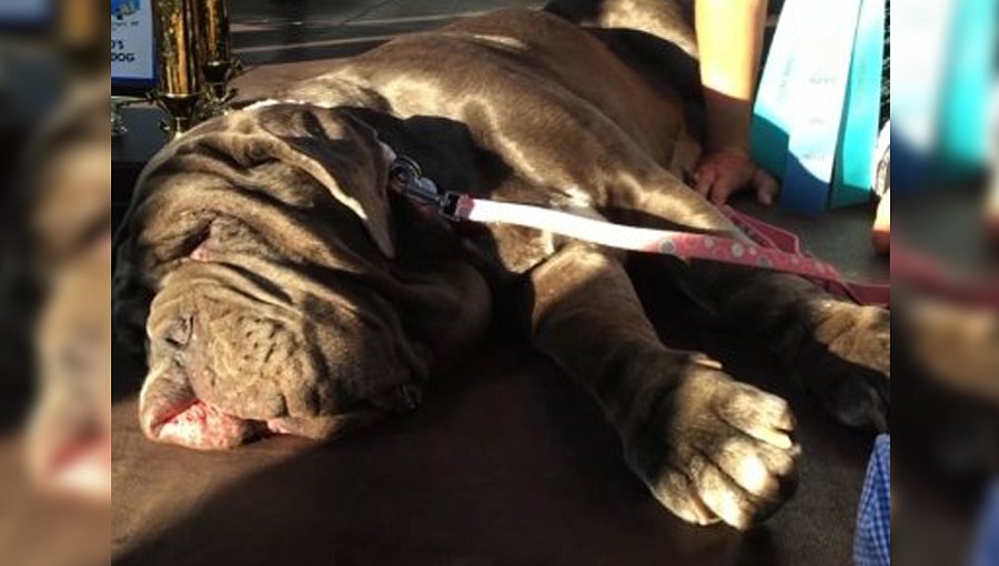 Shirley Zindler, of Sebastopol, Calif., sits with her dog Martha, a Neapolitan mastiff, who won the World’s Ugliest Dog Contest at the Sonoma-Marin Fair on Friday, June 23, 2017.(AP Photo/Eric Risberg)