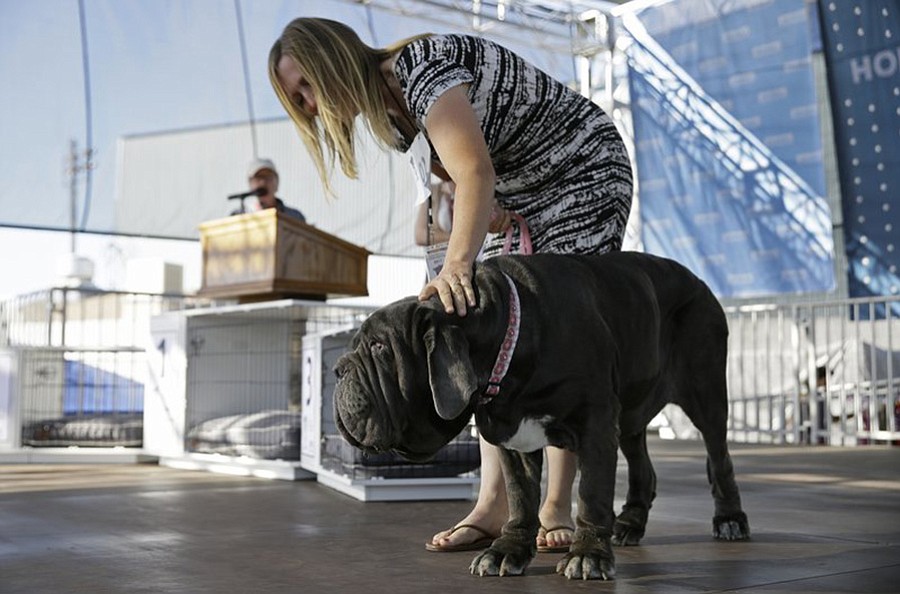 Martha, a Neapolitan mastiff, competes while being escorted by Shirley Zindler in the World’s Ugliest Dog Contest at the Sonoma-Marin Fair on Friday, June 23, 2017, in Petaluma, Calif. Martha was named the winner of the contest. (AP Photo/Eric Risberg)