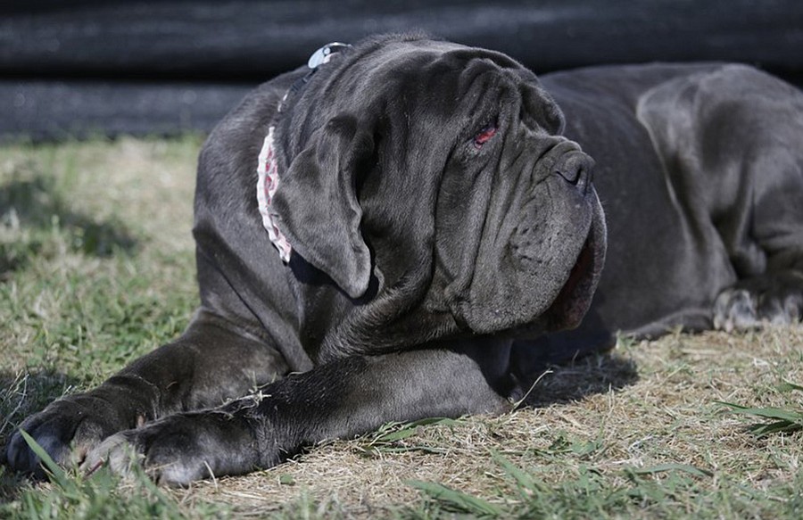 Martha, a Neapolitan Mastiff, from Sebastopol, Calif., waits for the start of the World’s Ugliest Dog Contest at the Sonoma-Marin Fair Friday, June 23, 2017, in Petaluma, Calif. (AP Photo/Eric Risberg)