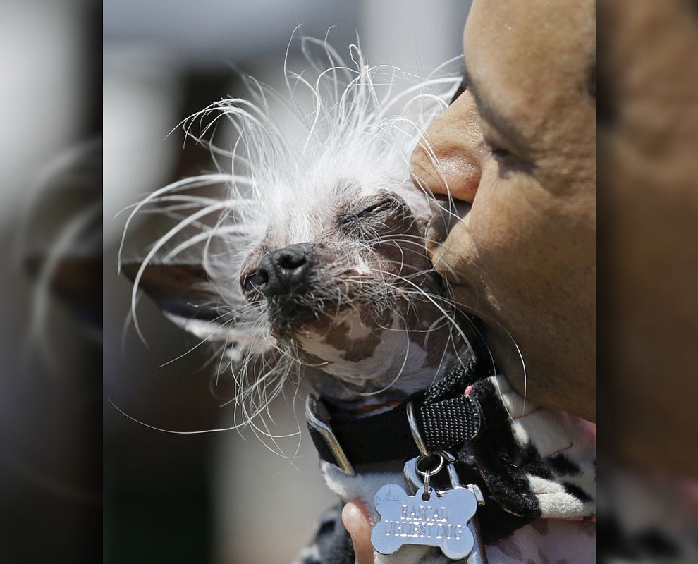 Dane Andrew of Sunnyvale, Calif., kisses his dog, Rascal, a Chinese crested, before the start of the World’s Ugliest Dog Contest at the Sonoma-Marin Fair Friday, June 23, 2017, in Petaluma, Calif. (AP Photo/Eric Risberg)