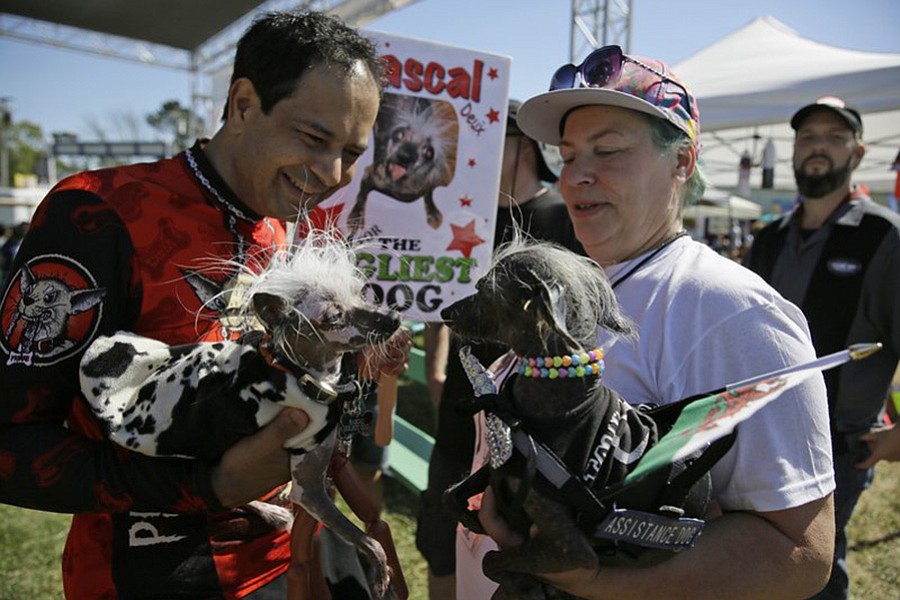 Rascal, left, a Chinese Crest, held by Dane Andrew of Sunnyvale, Calif., meets Chase, right, a Chinese Crested Harke, held by Storm Shayler, right, of Britain, before the start of the World’s Ugliest Dog Contest at the Sonoma-Marin Fair Friday, June 23, 2017, in Petaluma, Calif. (AP Photo/Eric Risberg)