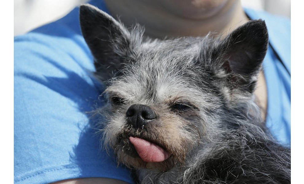 Moe, a Brussel griffon pug, from Santa Rosa, Calif., waits to compete in the World’s Ugliest Dog Contest at the Sonoma-Marin Fair Friday, June 23, 2017, in Petaluma, Calif. (AP Photo/Eric Risberg)