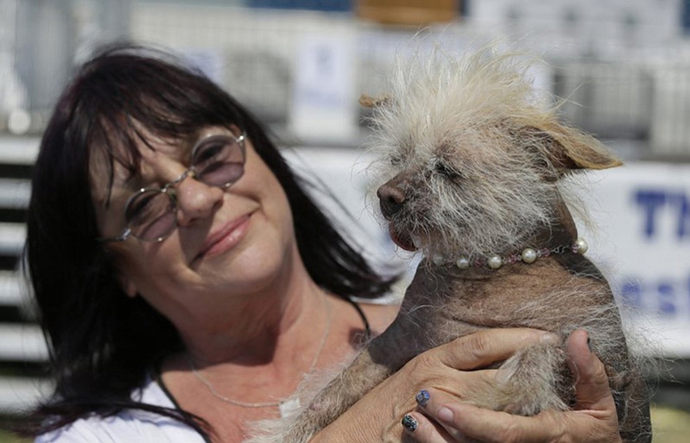 Linda Elmquist, of Tucson, Ariz., holds up Josie, her Chinese crested mix, before the start of the World’s Ugliest Dog Contest at the Sonoma-Marin Fair Friday, June 23, 2017, in Petaluma, Calif. (AP Photo/Eric Risberg)