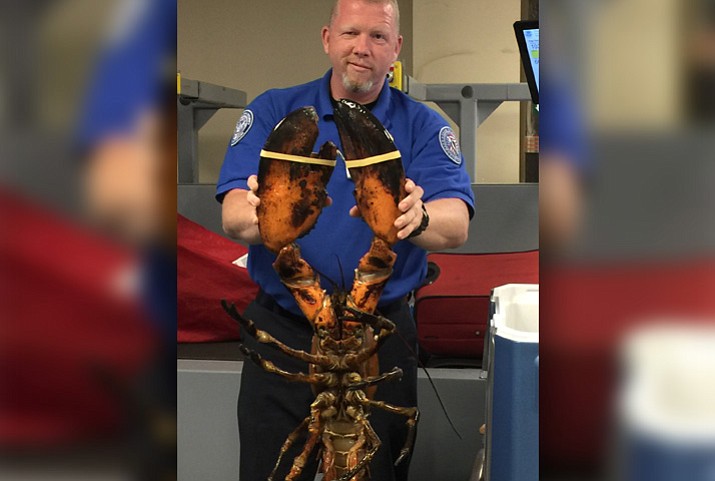 The TSA does not prohibit transporting lobsters, even this 20-pounder discovered in a person’s luggage at Boston’s Logan International Airport. But the TSA rules say it must be transported in a “clear, plastic, spill-proof container.” (TSA photo)