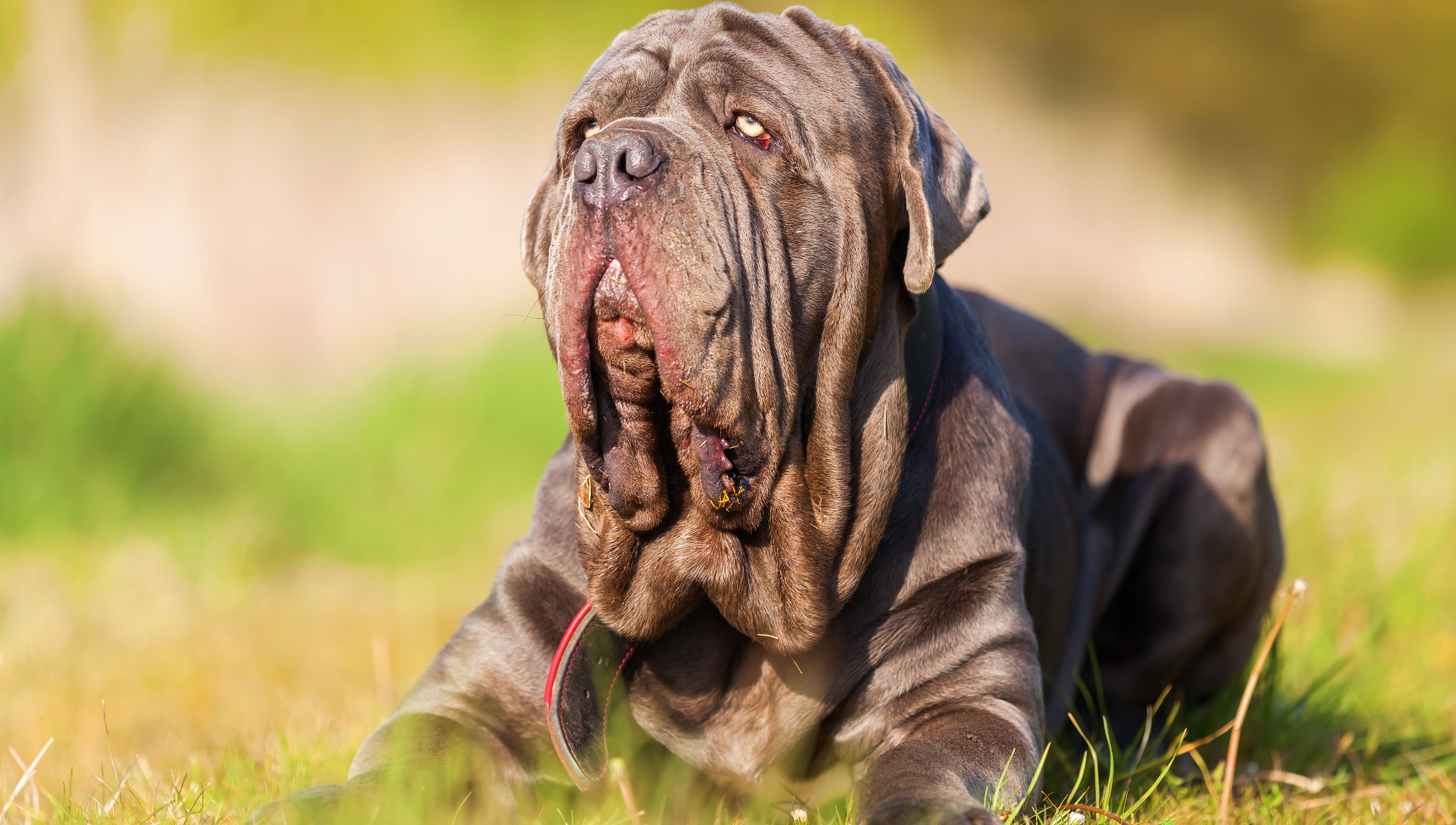 huge-homely-mastiff-named-martha-wins-world-s-ugliest-dog-kingman