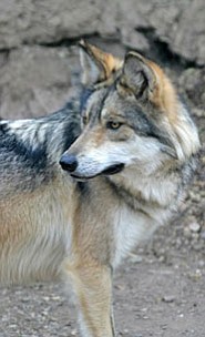 The Arizona Game and Fish Department was monitoring 58 endangered Mexican wolves, but lost contact with the Baldy Pack in May.