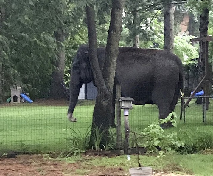 An elephant walks in the yard of home, Friday, June 30, 2017, in Baraboo, Wis. Law enforcement officers quickly got in touch with the nearby Circus World Museum, home to the wandering pachyderm. (Jaime Peterson via AP)