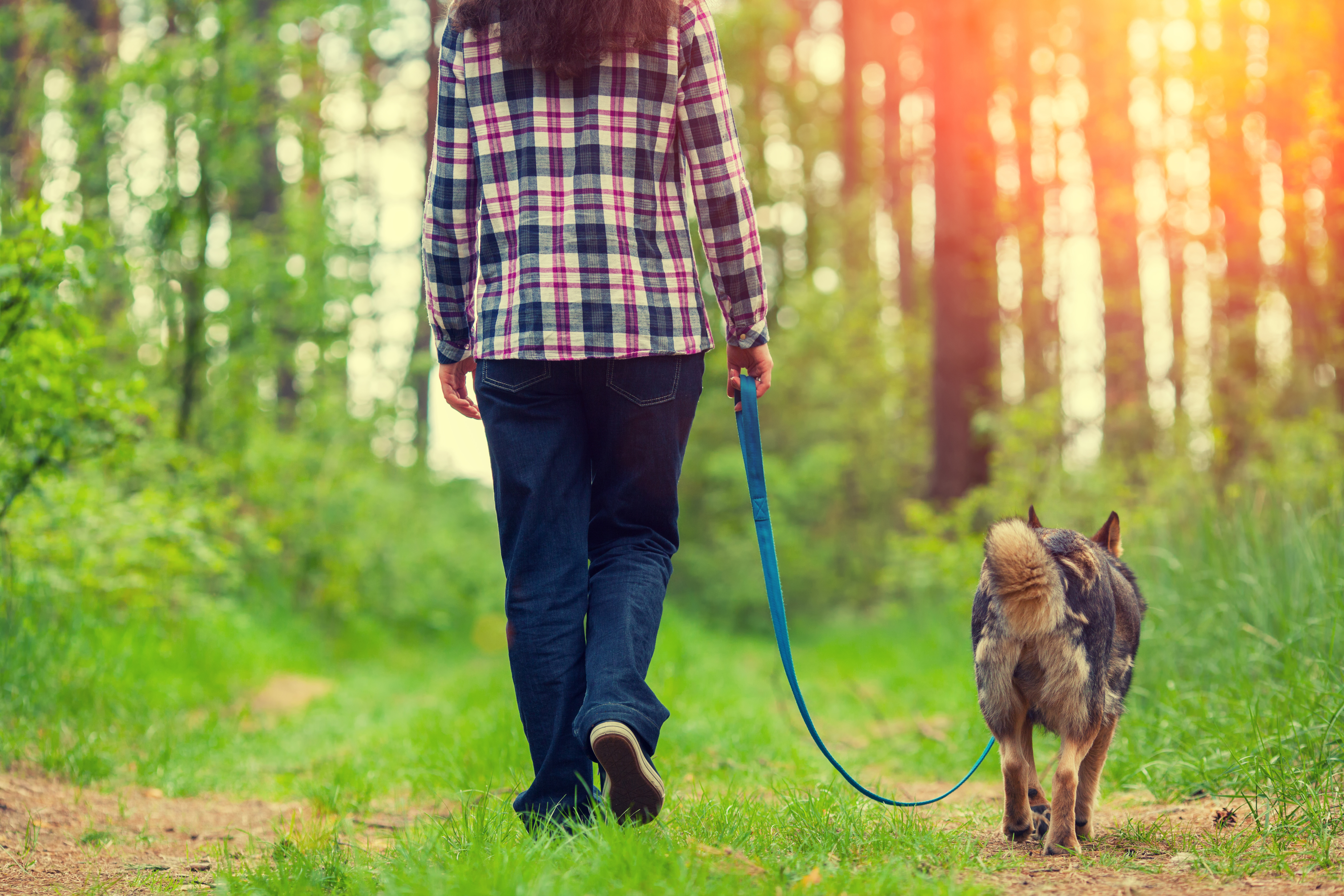 Гуляю басс. Прогулка с собакой. Гулять с собакой. Человек гуляет с собакой. Прогулка с собакой в лесу.