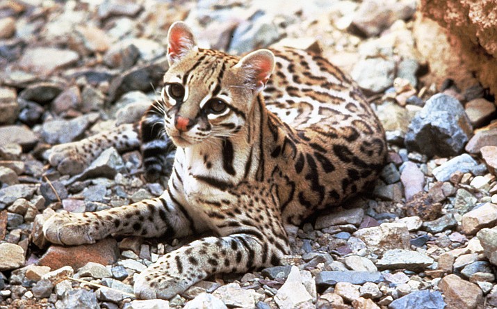 The endangered ocelot has been spotted in the Huachuca Mountains and the Santa Ritas. (Photo courtesy of Tom Smylie/U.S. Fish and Wildlife Service)

