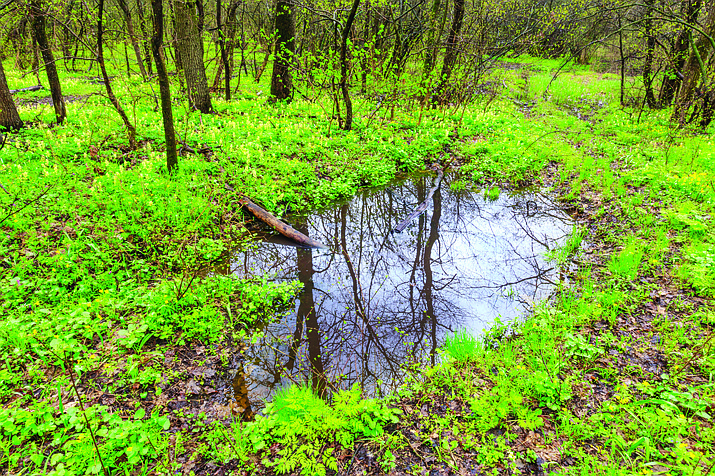 Eliminate all of the ‘standing’ water around your home. (File Photo)