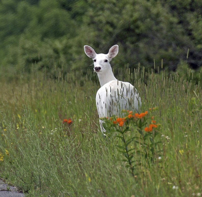 Rare white deer herd open to public view beginning this fall The Daily Courier Prescott, AZ