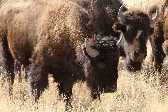 Bison managed by Arizona Game and Fish graze at Raymond Wildlife Area east of Flagstaff. Game and Fish also manage the herd at House Rock, near the North Rim of Grand Canyon National Park. 
