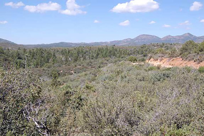 The Prescott National Forest above Camp Wood is an example of land that is very thick with brush – and it has burned before. (Tim Wiederaenders/Courier)