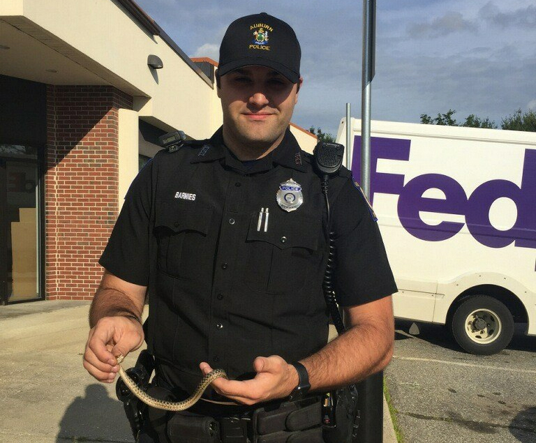 Maine driver calls on police to get coiled snake from car | The Daily ...