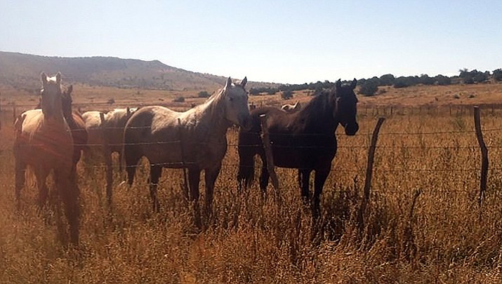 Curious horses on the far reaches of the Yavapai Ranch, just southeast of Haystack and Jack's Tank. 