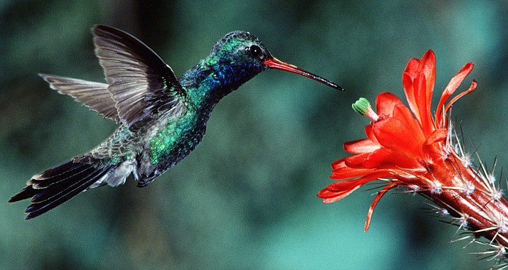 Hummingbird Festival flies into Sedona July 28-30 | Kudos AZ