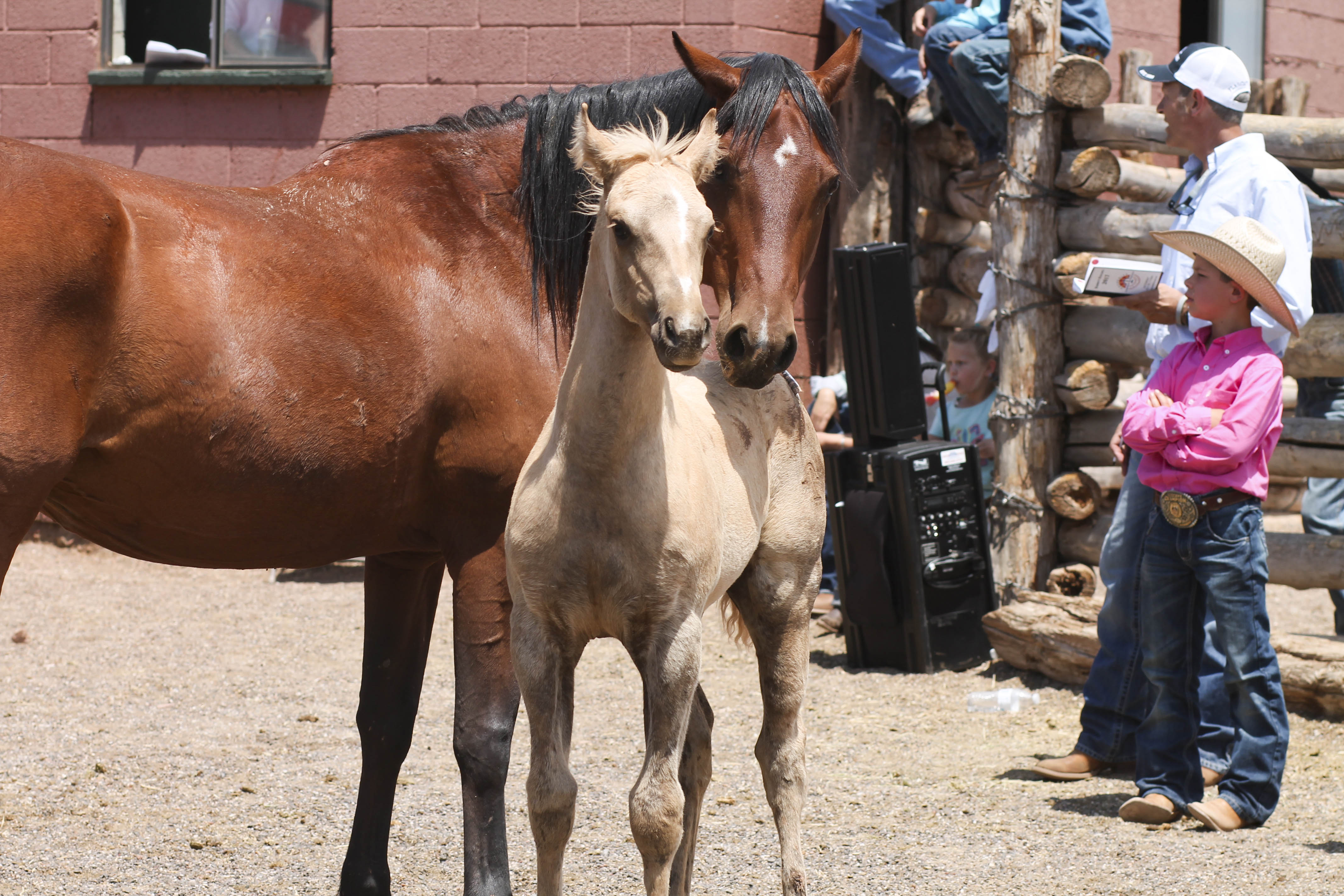 Babbitt Ranches hold annual colt sale west of Flagstaff Williams