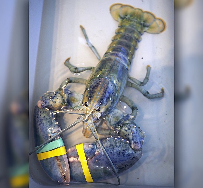 A rare blue lobster caught by local lobsterman, Greg Ward, is on display at the Seacoast Science Center in Rye, N.H., on Tuesday, July 18, 2017. Ward initially thought he had snagged an albino lobster when he examined his catch off the coast Monday where New Hampshire borders Maine. The Rye lobsterman quickly realized his hard-shell lobster was a unique blue and cream color. [Rich Beauchesne/Portsmouth Herald via AP)