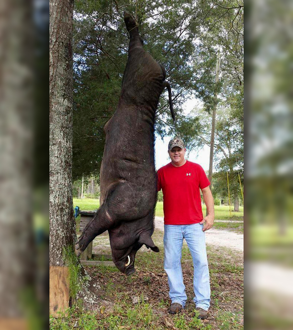 820pound hog shot in Alabama may have fled neighbor’s pen The Daily
