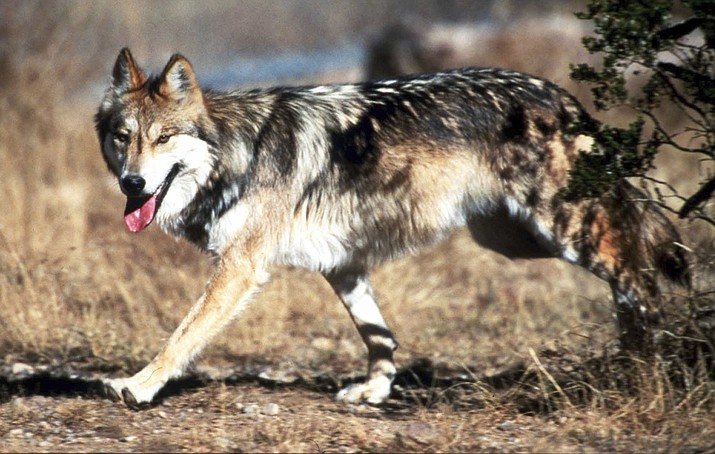 There are now more Mexican gray wolves roaming the American Southwest than at any time since the federal government began trying to reintroduce the predators nearly two decades ago. (Jim Clark/U.S. Fish and Wildlife Service via AP, File)