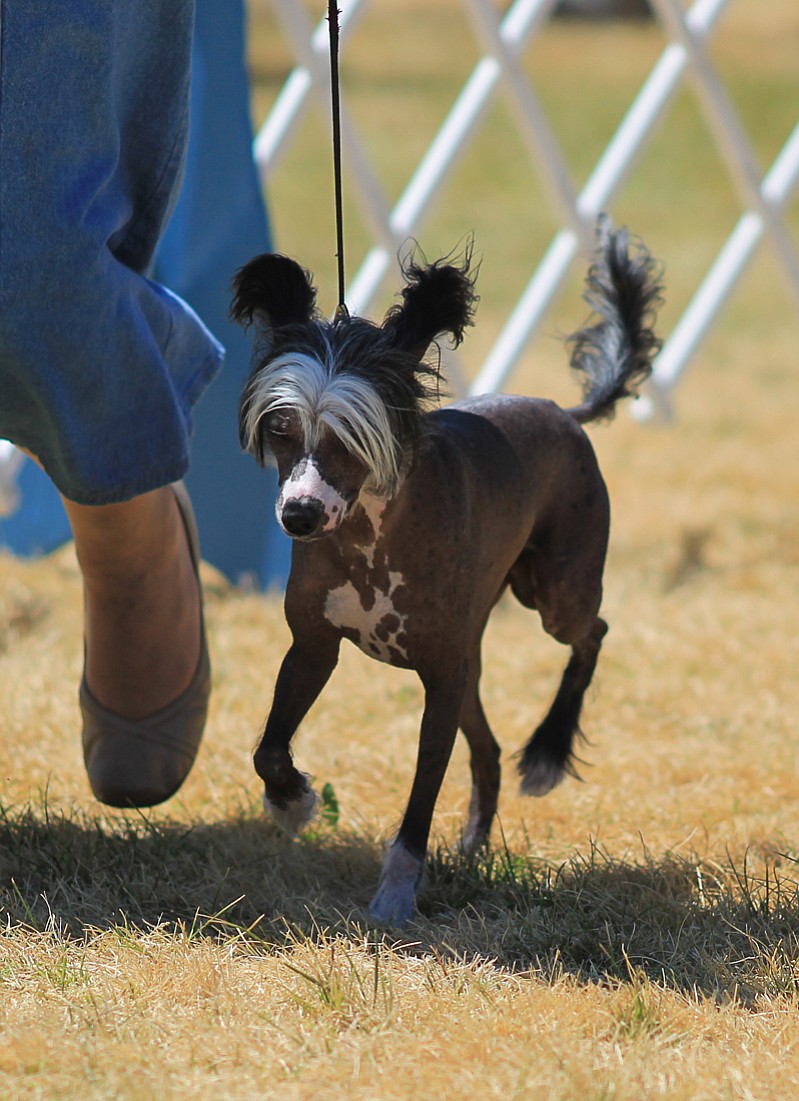 Flagstaff Kennel Club dog show sashays into Williams WilliamsGrand