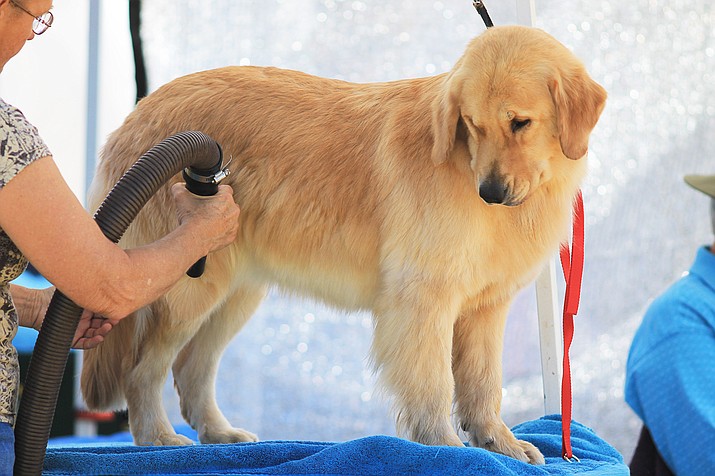 A dog is groomed before competing in the dog show.