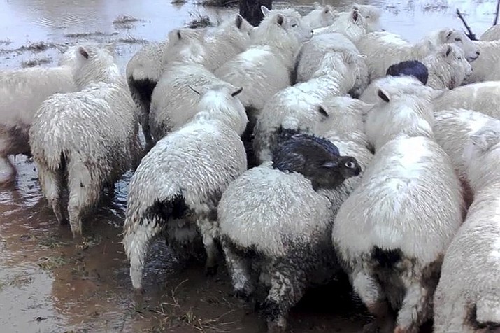 Three wild rabbits managed to escape rising floodwaters in New Zealand by clambering aboard a flock of sheep and surfing to safety on their woolly backs. (Ferg Horne via AP)

