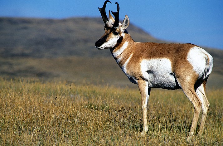 Seeking Volunteers Foundation Begins Antelope Fence Project Williams   CMR Pronghorn USFWS T715 