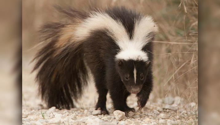 Skunk in bed: Connecticut boy gets stinky wakeup | The Daily Courier ...