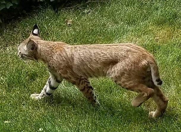 Bobcat photographed recently in The Mountain Club neighborhood