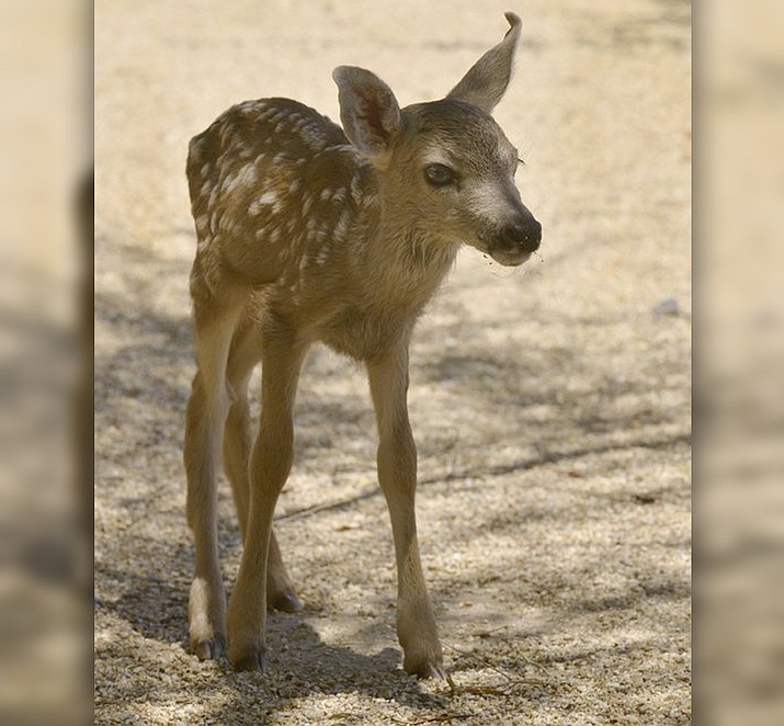 This Monday, Aug. 7, 2017 photo shows a 3-day-old baby mule deer at Arizona Game and Fish Department headquarters in Phoenix. A man found the fawn, thought it was abandoned and took it into a bar to see if anybody else wanted to take it home. Since it was ripped from its mother and depends on humans for survival, it will never be able to go back into the wild. It will be taken to a wildlife reserve. (George Andrejko/Arizona Game and Fish Department via AP)