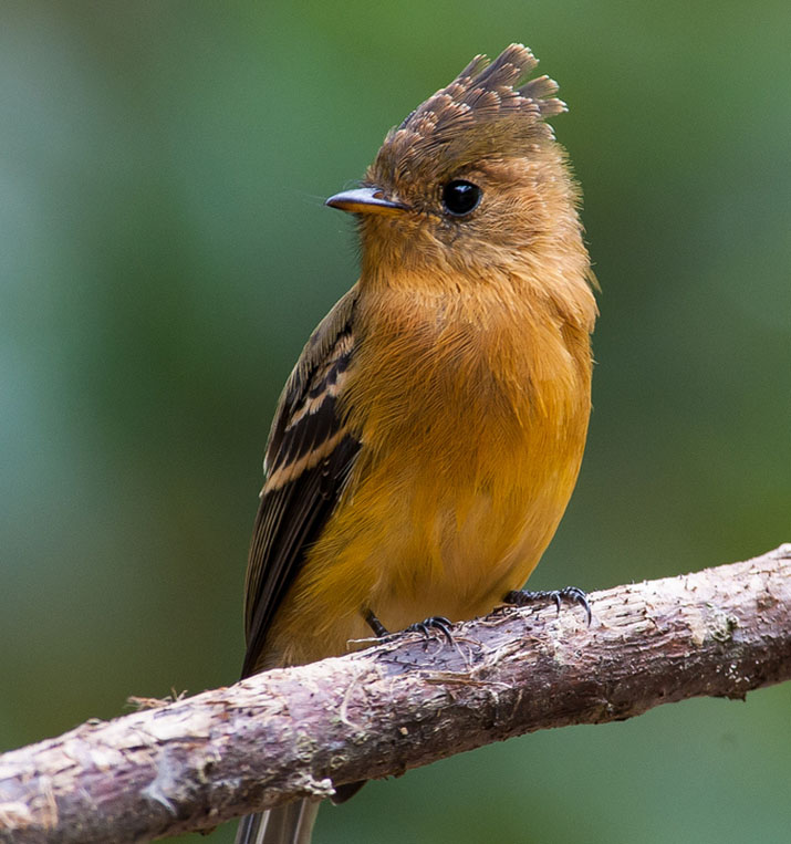 arizona birds sounds