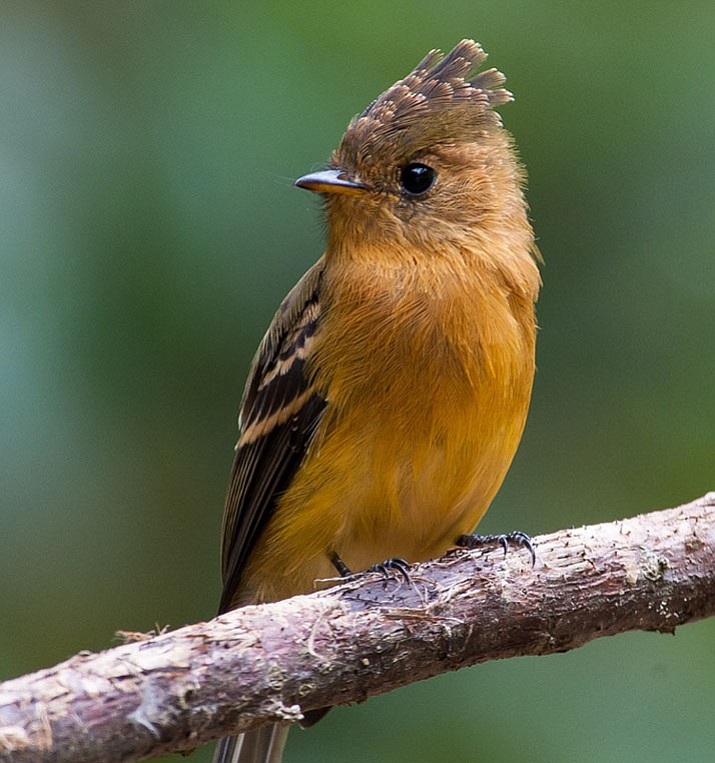 Birding: Birding in Southeastern Arizona | The Daily Courier | Prescott, AZ