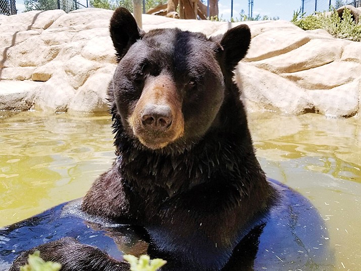 Shash cools off at a watering hole inside Heritage Park Zoo in Prescott. (Heritage Park Zoo/Courtesy)