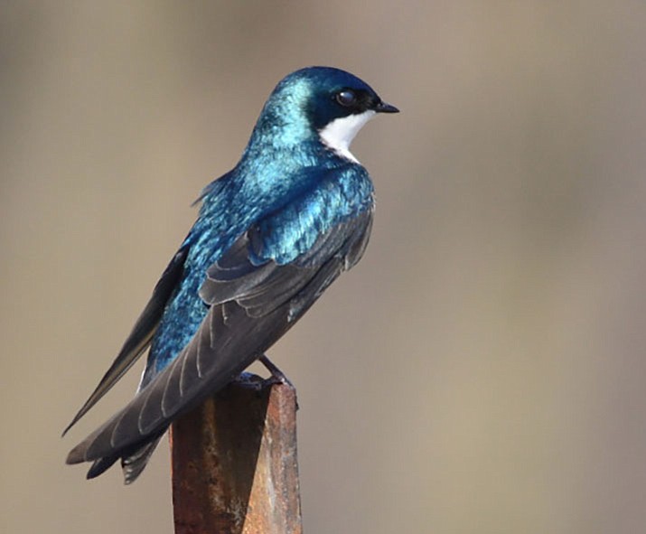 A tree swallow sits on a fence post. (Eric Moore/Courtesy)