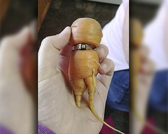 Mary Grams, 84, holds a carrot that grew through her engagement ring in Alberta, Canada. Grams, who lost her diamond ring 13 years ago while pulling weeds in her garden, is wearing it proudly again after her daughter-in-law pulled it from the ground on a misshapen carrot. (Iva Harberg/The Canadian Press via AP)

