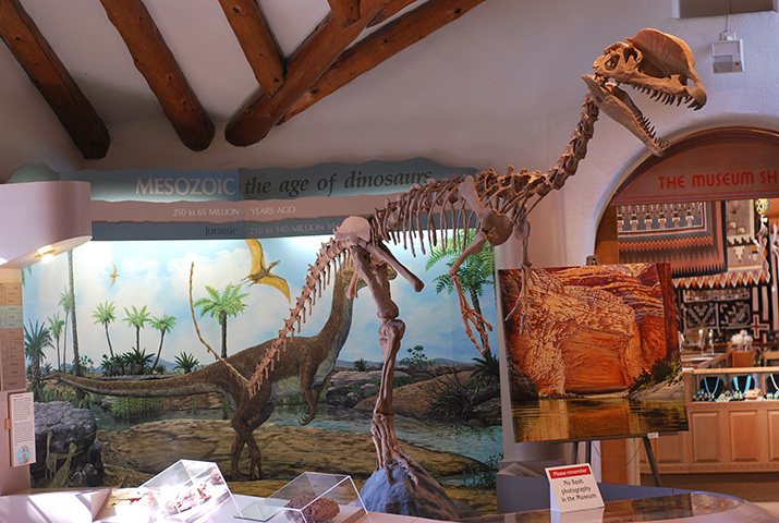 dinosaur skeleton museum